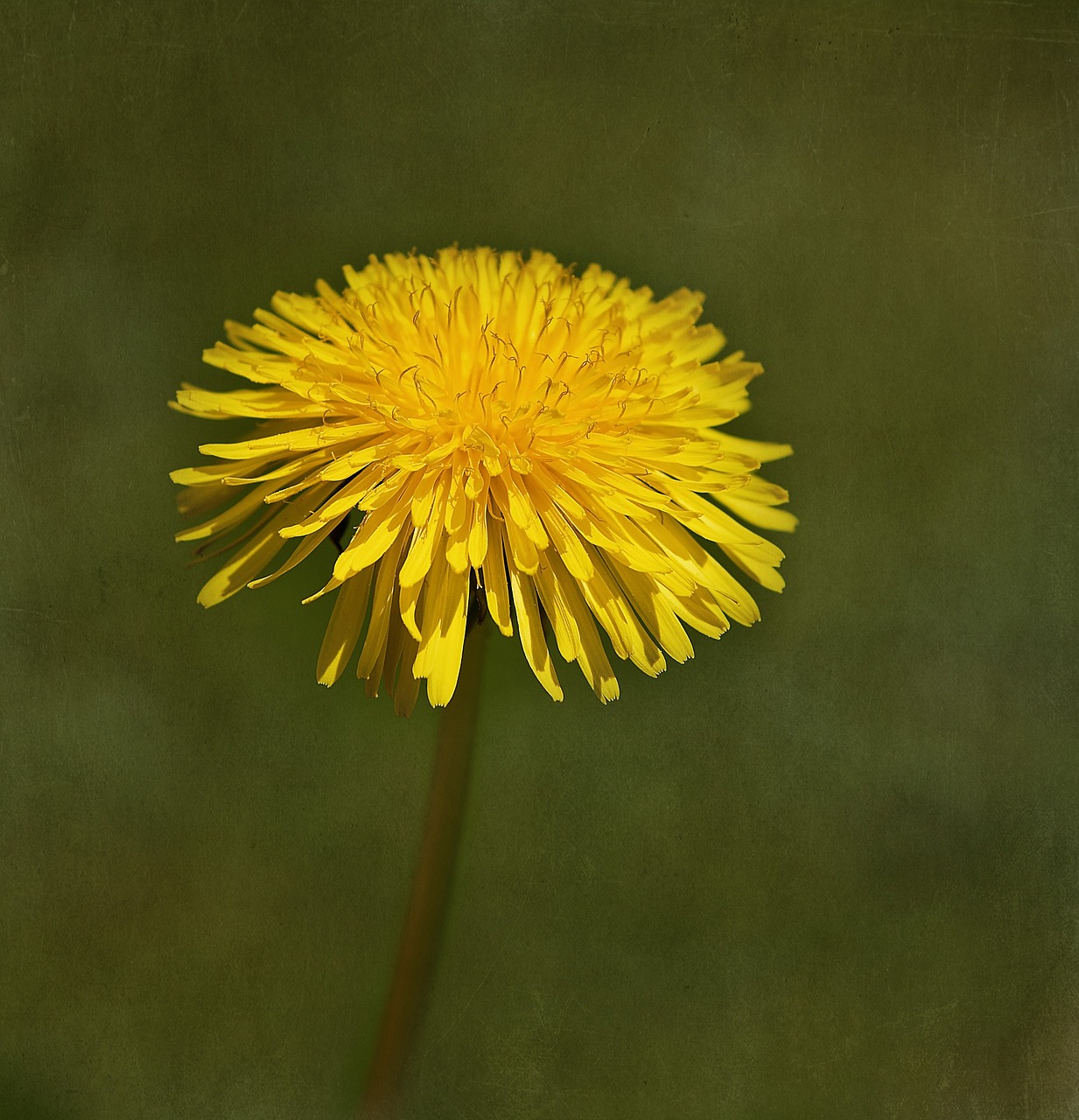 dandelion flower blossom free photo