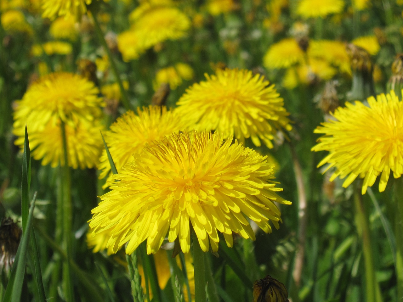 dandelion summer yellow free photo