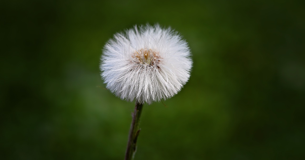 dandelion forest nature free photo