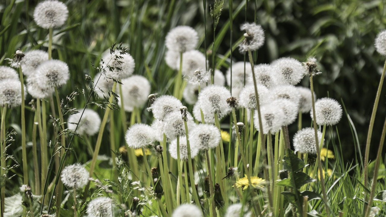 dandelion flowers nature free photo