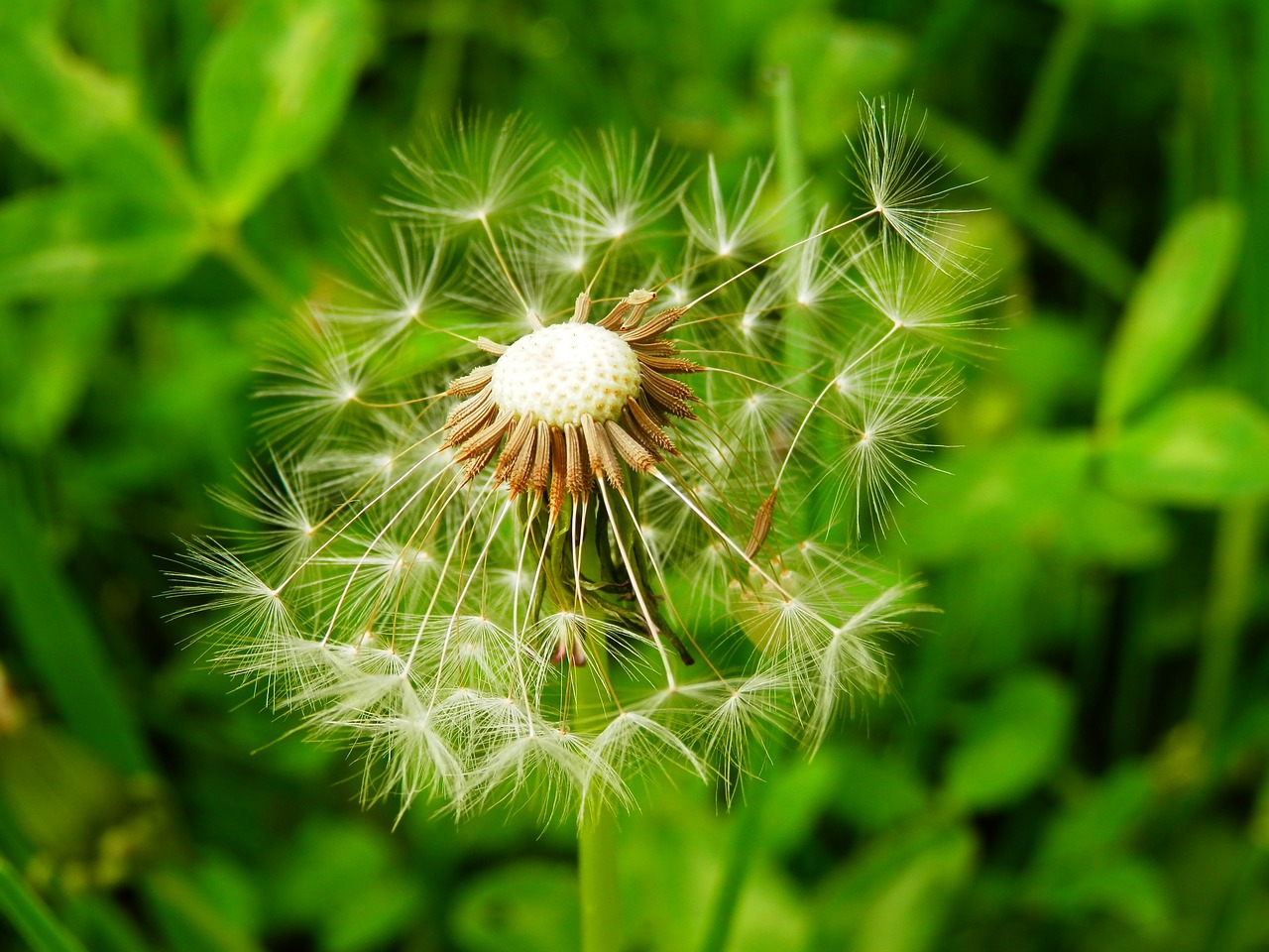 dandelion meadow nature free photo