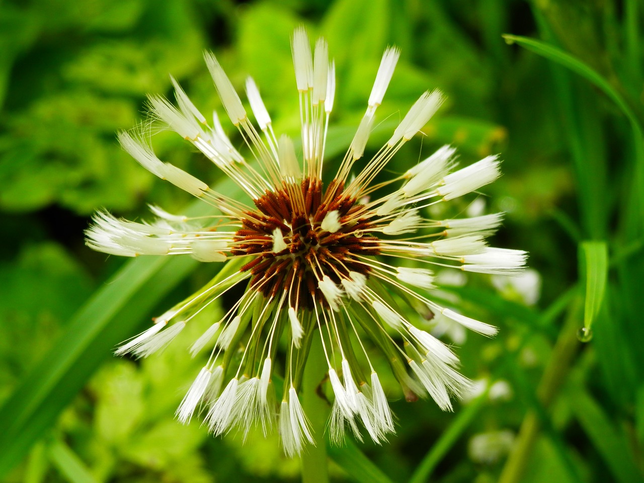 dandelion meadow nature free photo