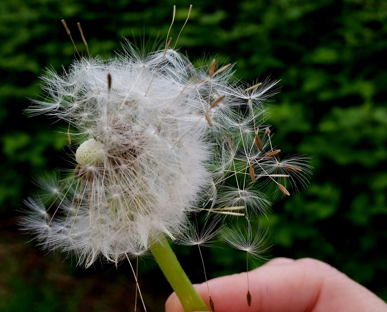 dandelion plant flower free photo