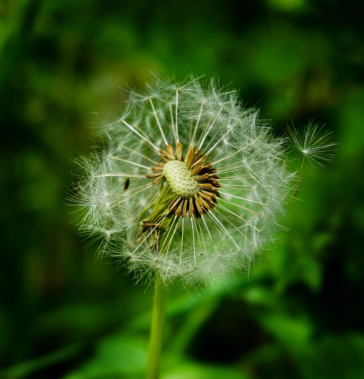 dandelion seeds nature free photo