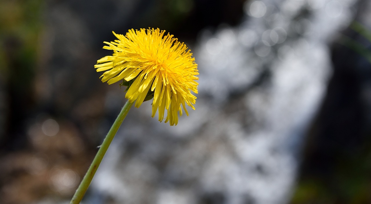 dandelion pointed flower flower free photo