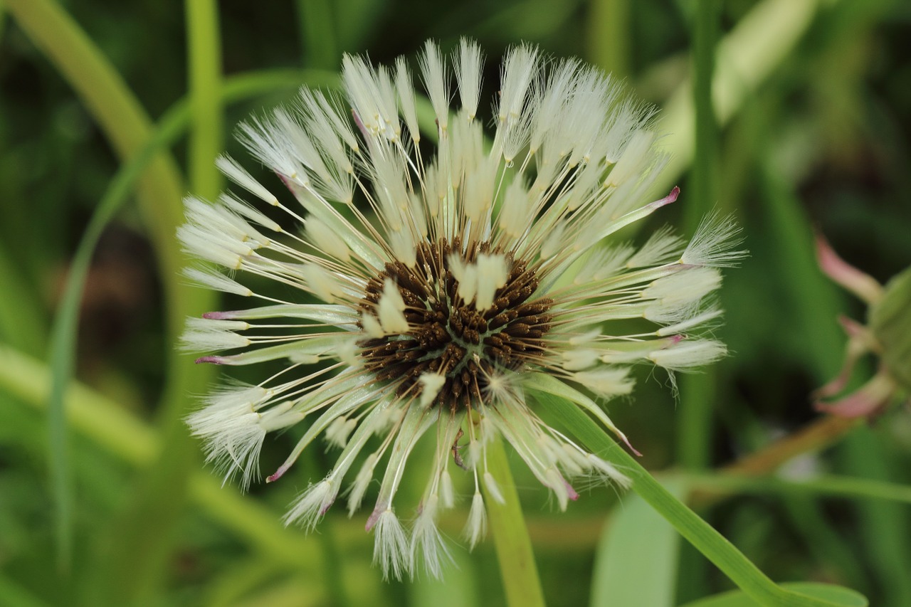 dandelion rain wet free photo