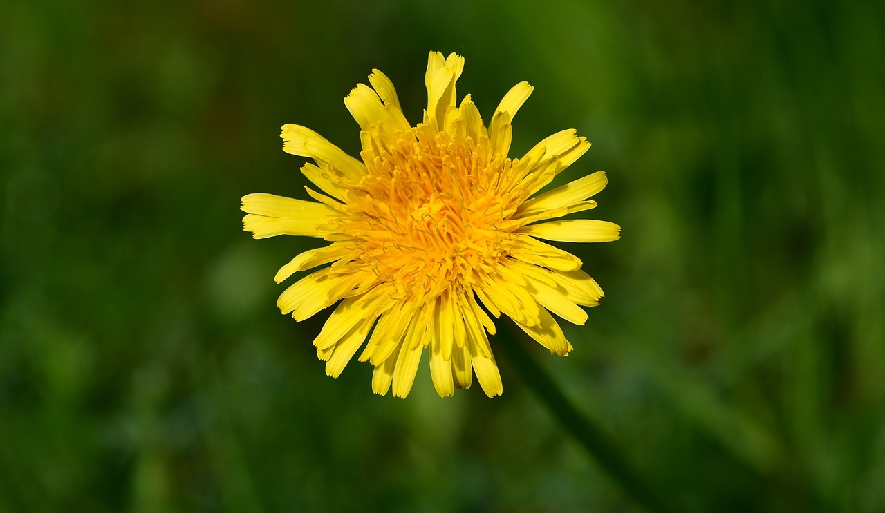 dandelion flower yellow free photo