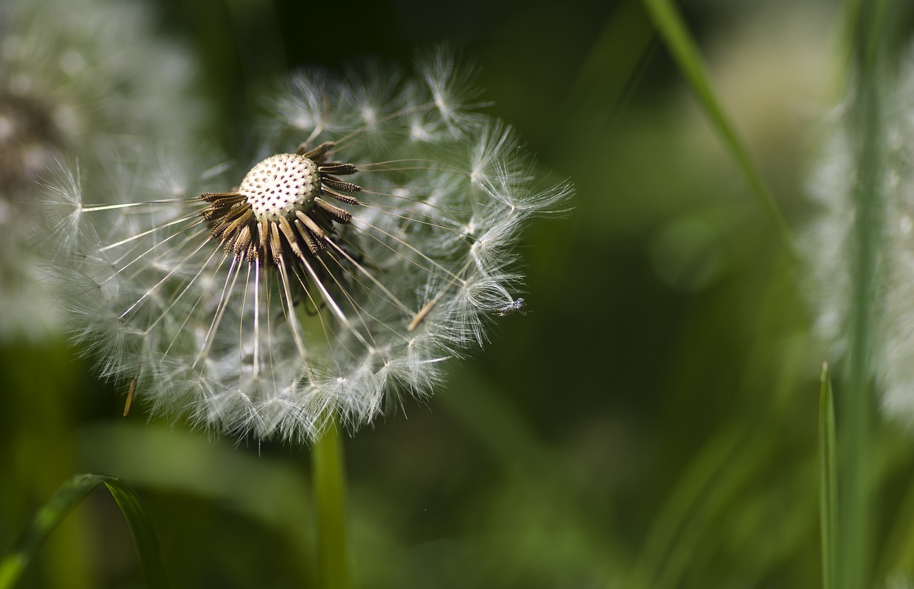 dandelion spring meadow free photo