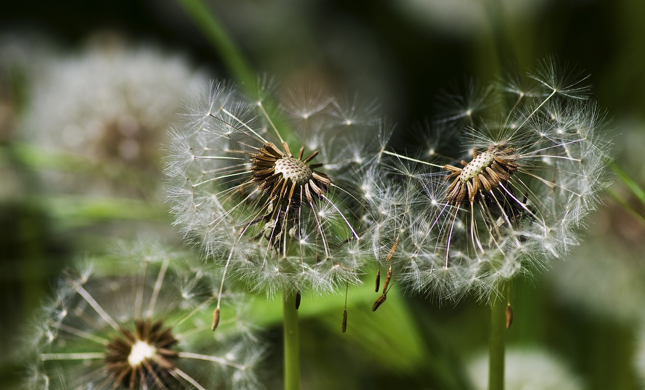 dandelion spring meadow free photo