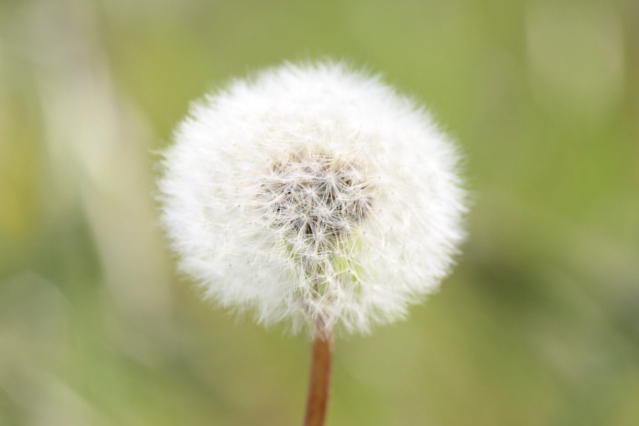 dandelion fukushima white free photo