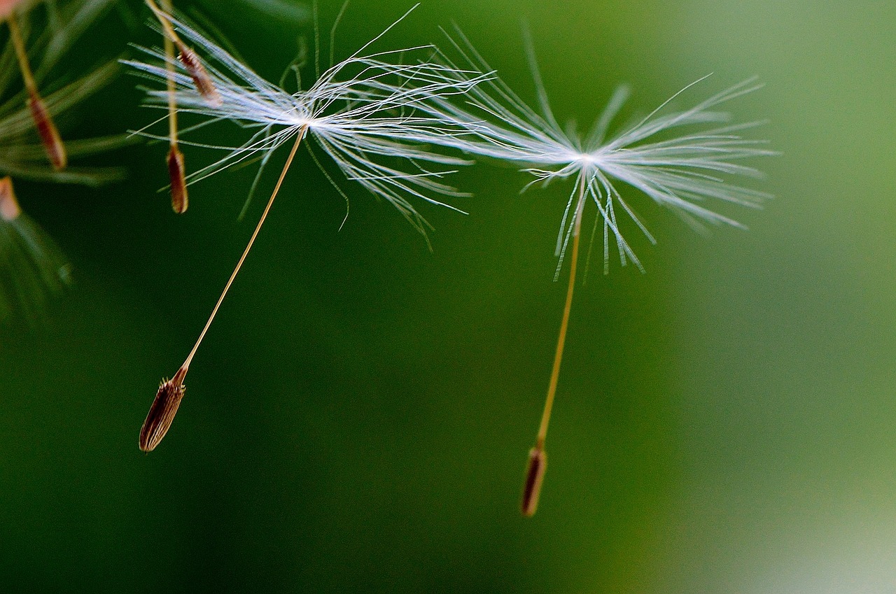 dandelion seeds fly free photo