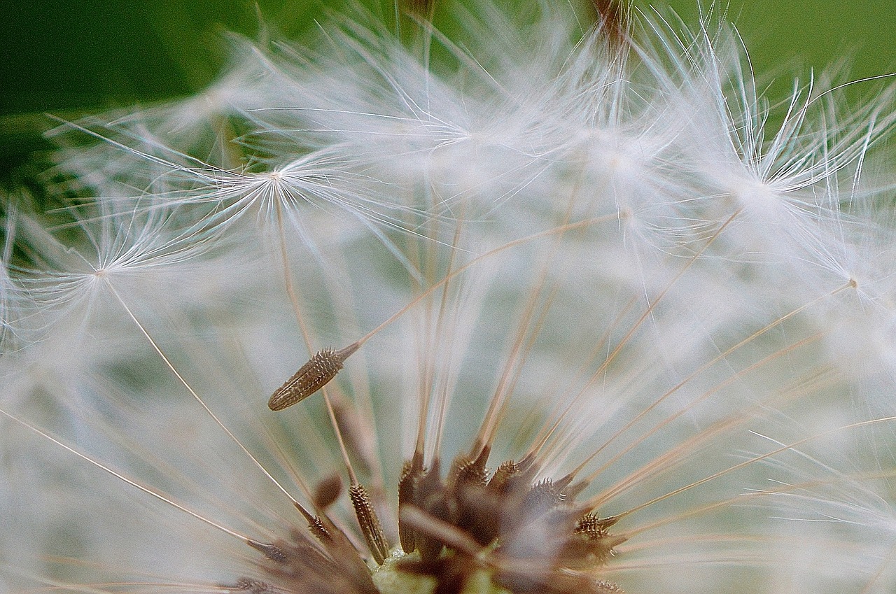 dandelion seeds fly free photo