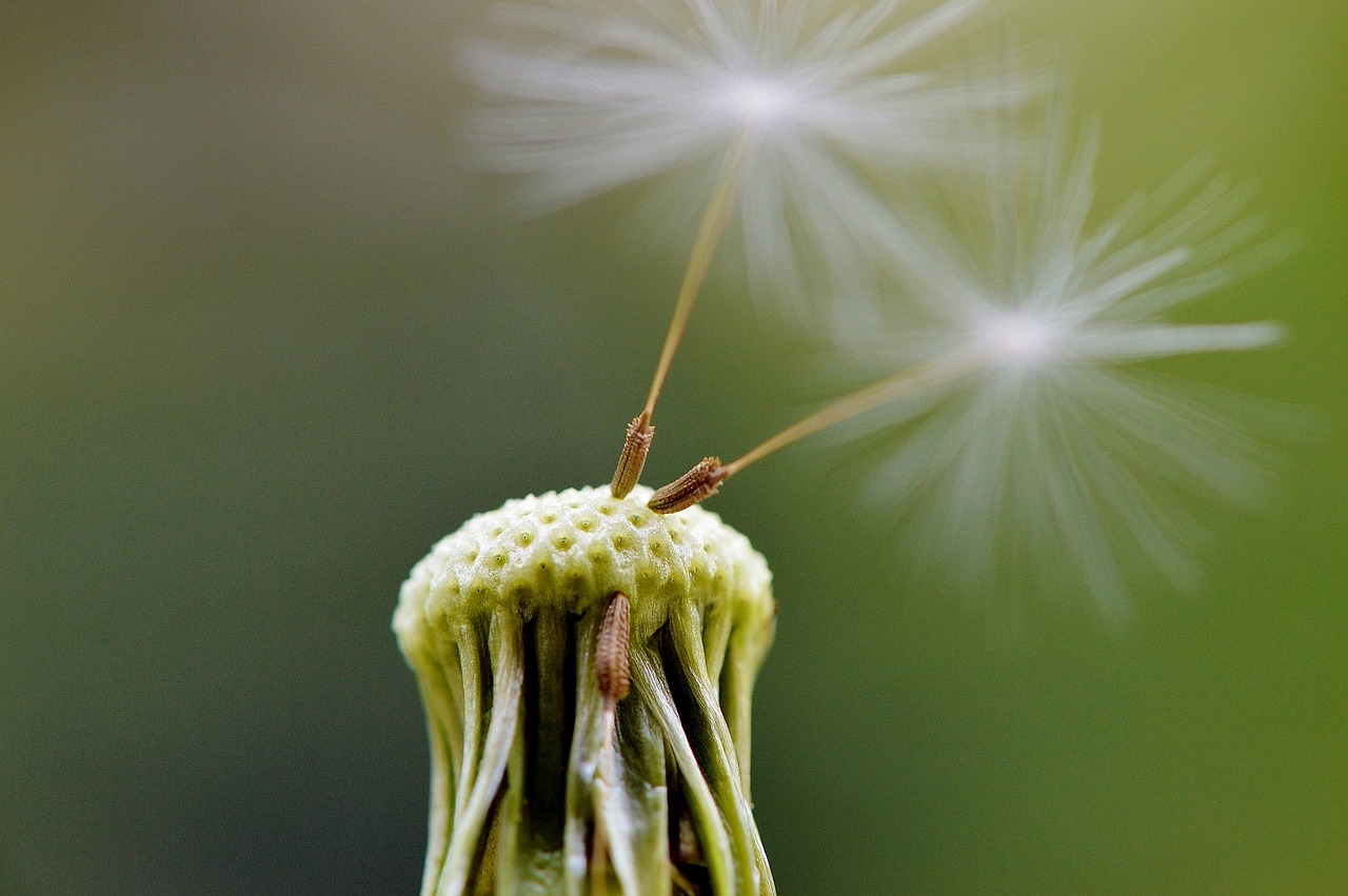 dandelion seeds fly free photo