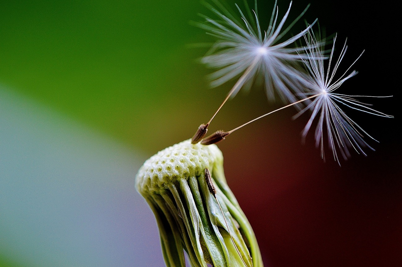 dandelion seeds fly free photo