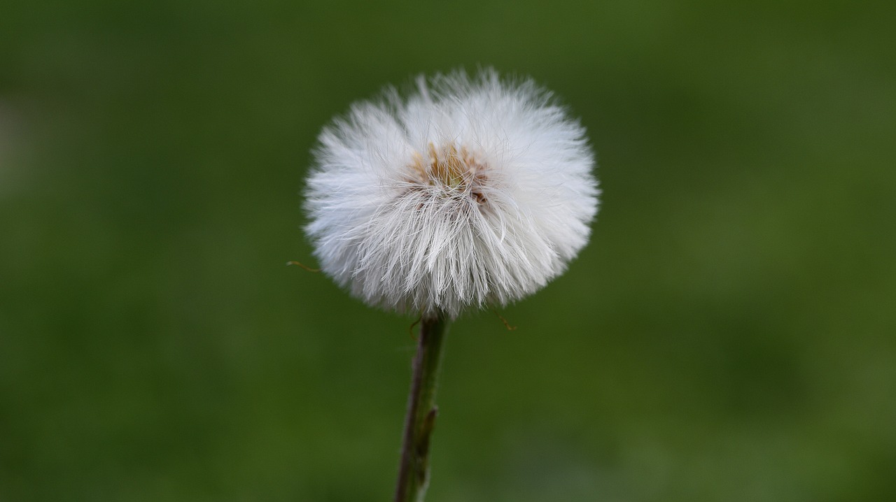 dandelion flower seeds free photo