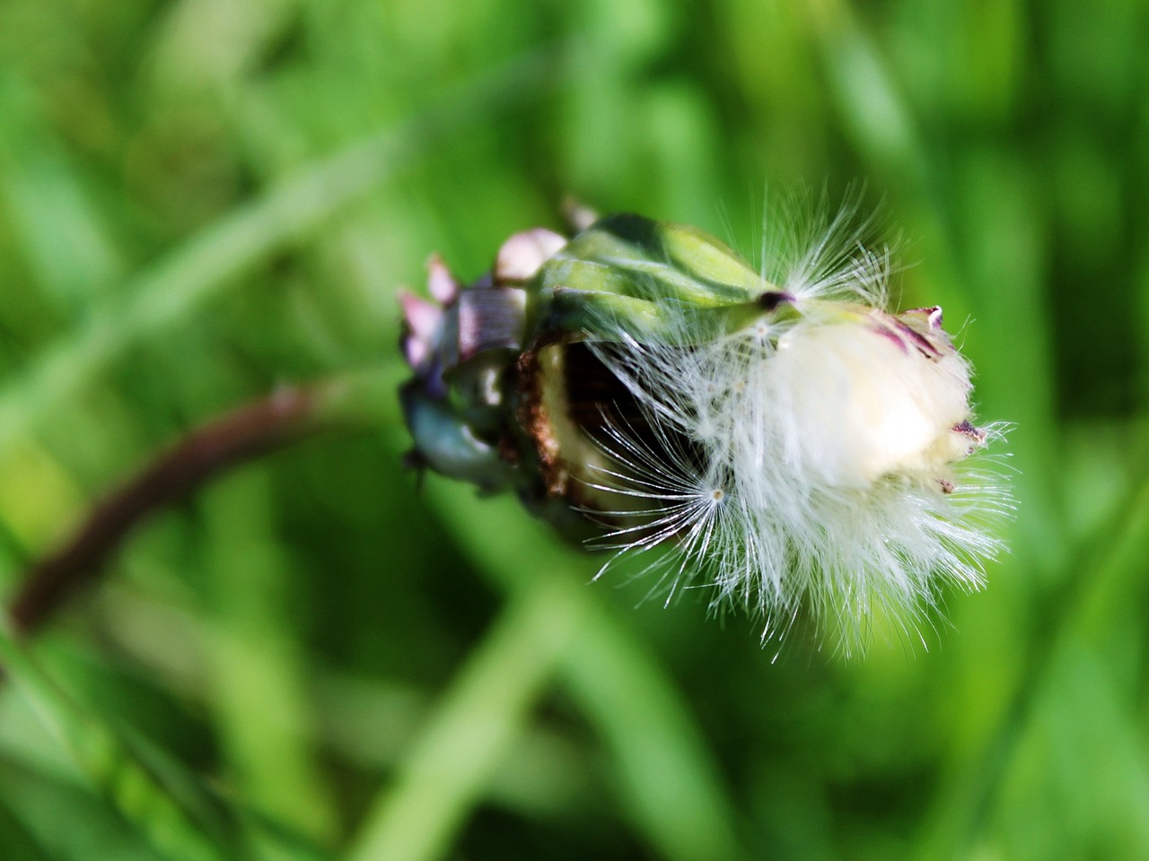 dandelion bud flower free photo