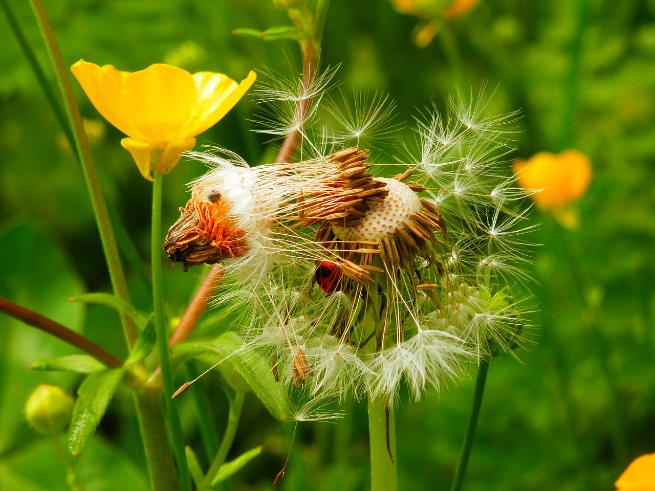 dandelion flower macro free photo