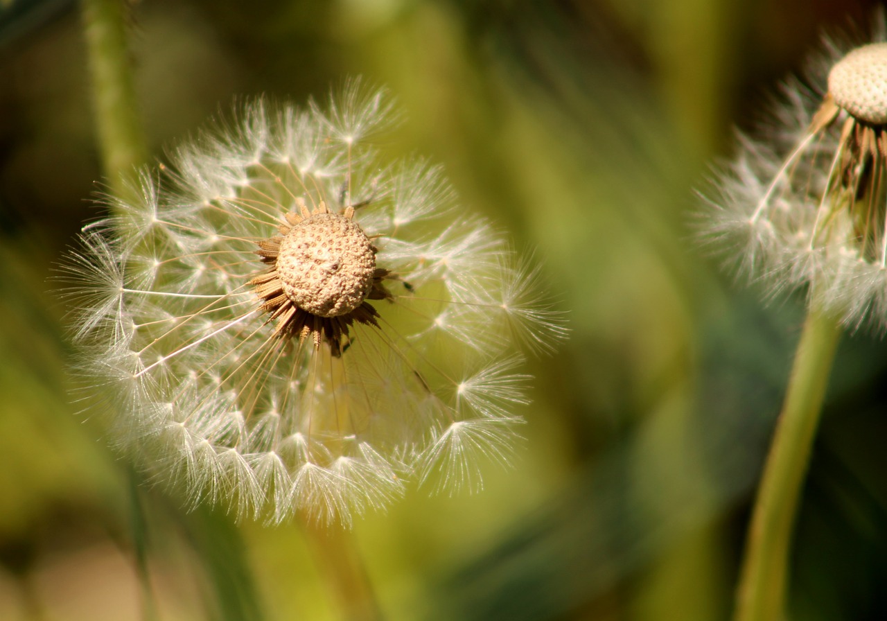 dandelion green dandelions free photo