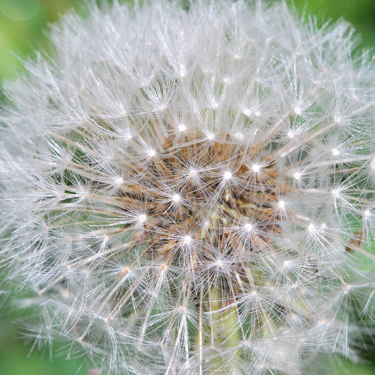 dandelion seeds plant free photo