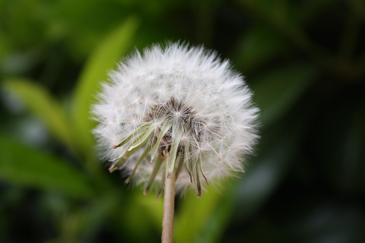 dandelion plant seeds free photo