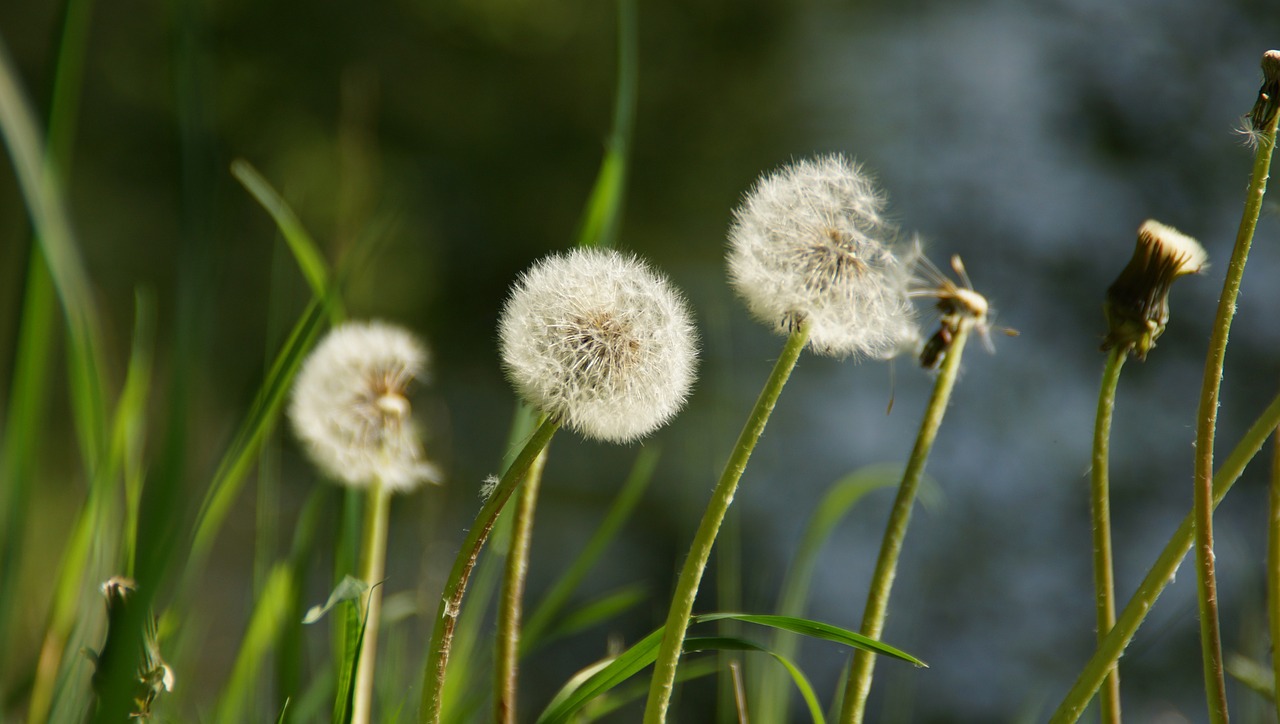 dandelion seeds pointed flower free photo