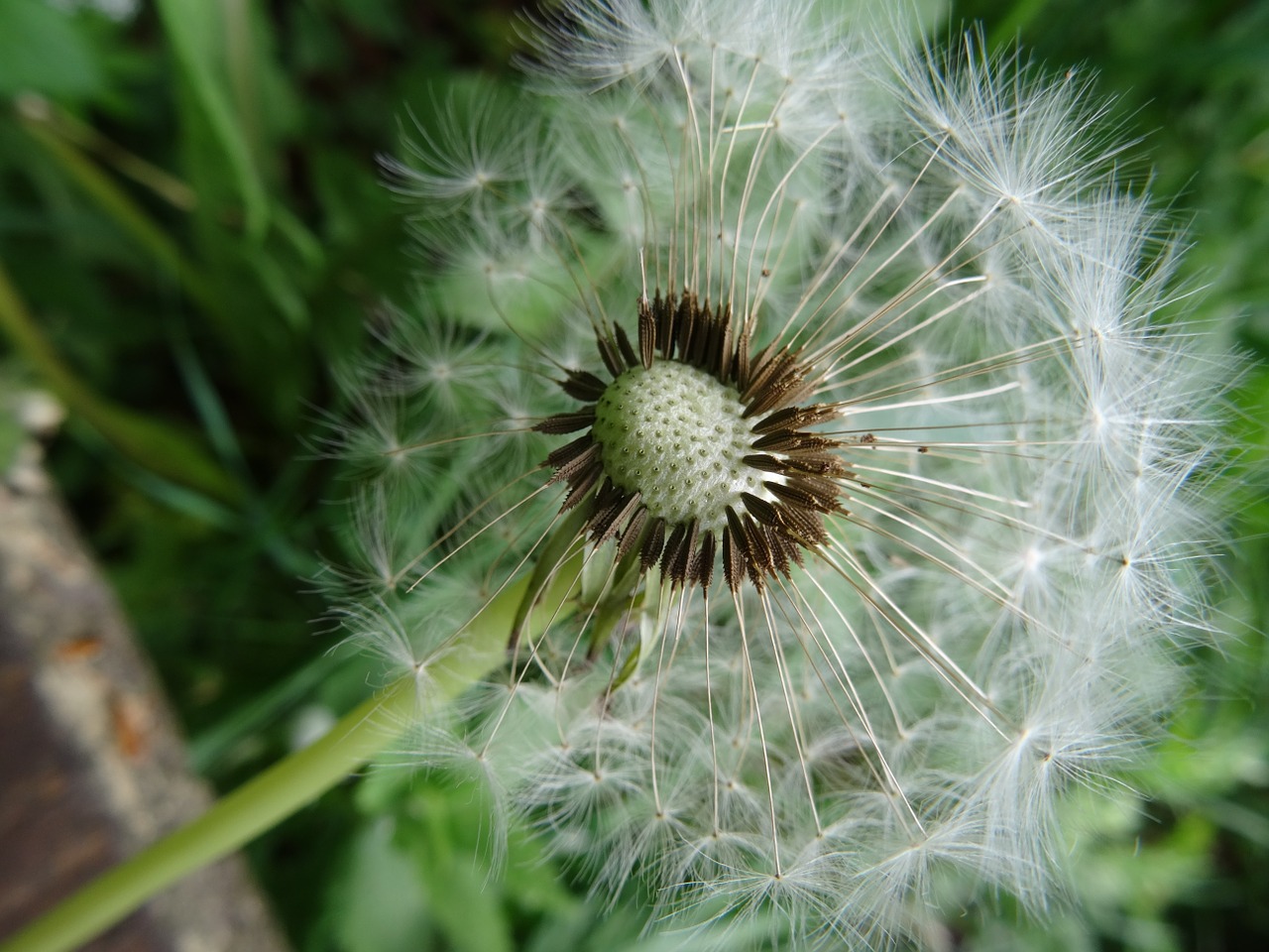 dandelion dandelion seeds close free photo