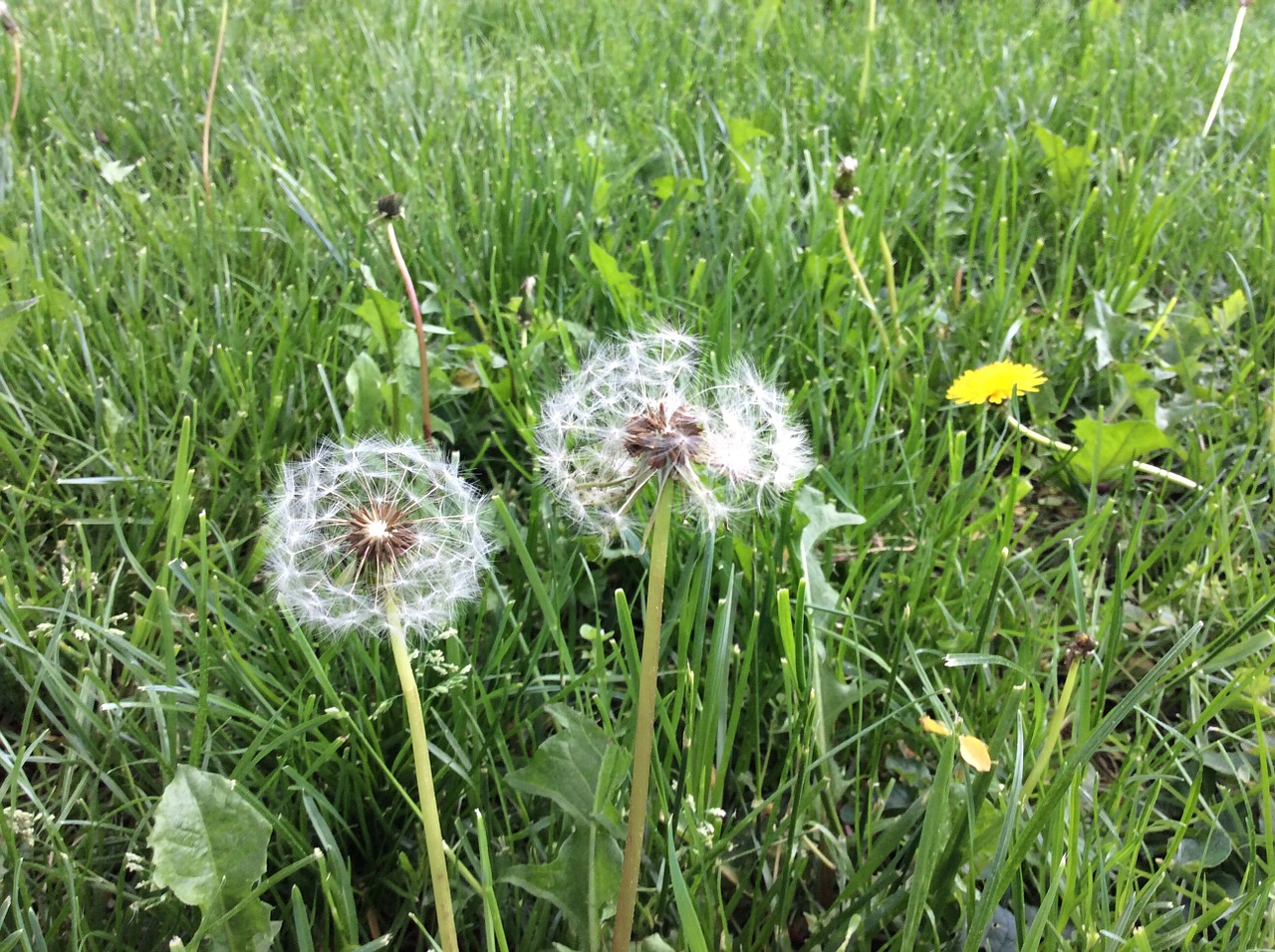 dandelion meadow nature free photo