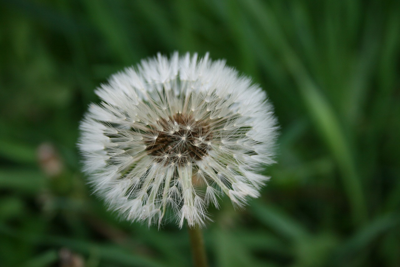 dandelion flower summer flowers free photo