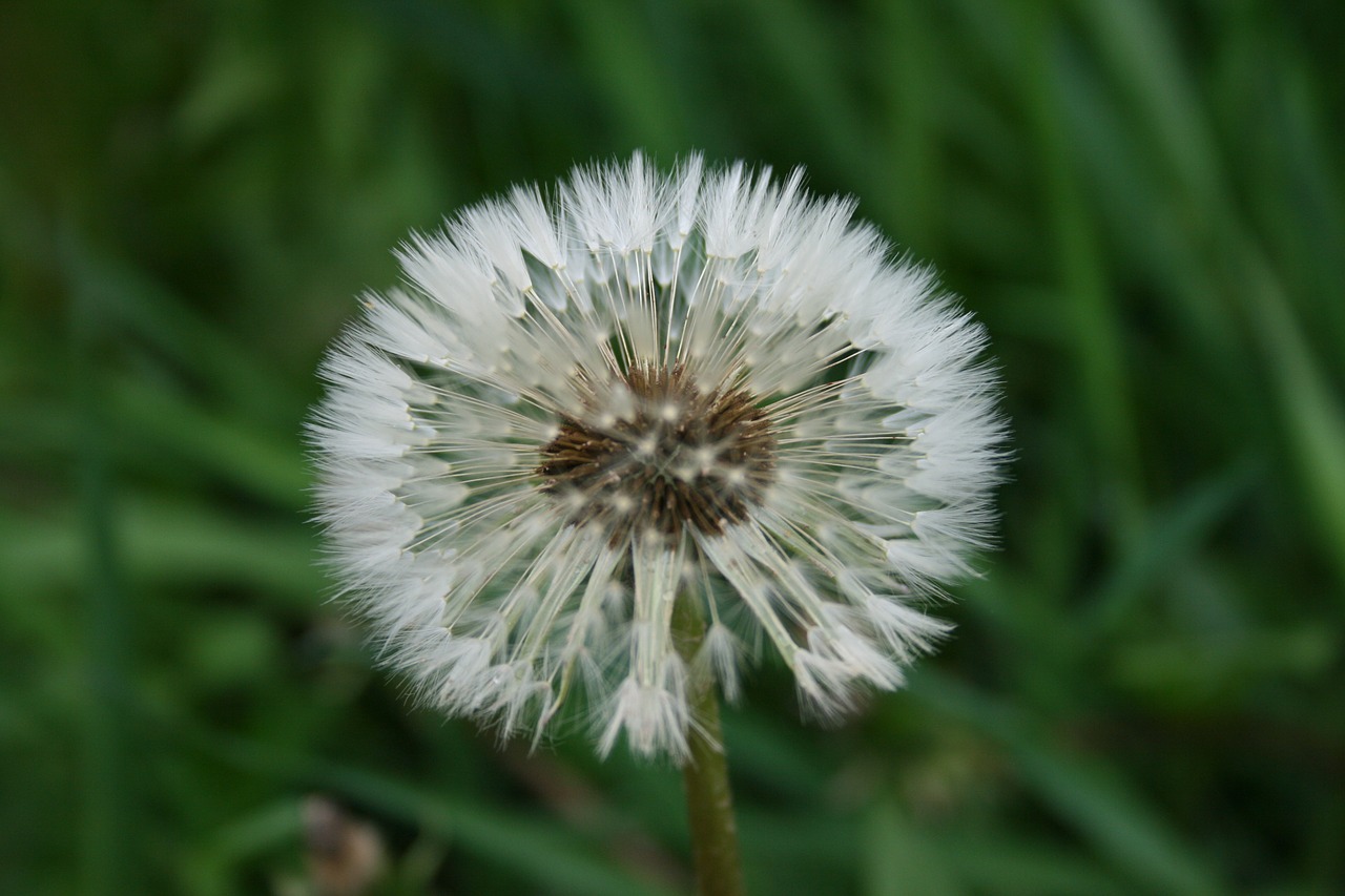 dandelion flower summer flowers free photo