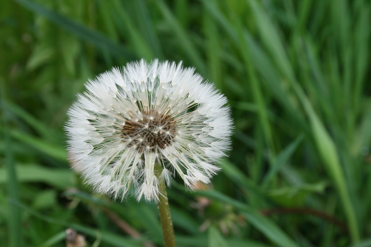 dandelion flower summer flowers free photo