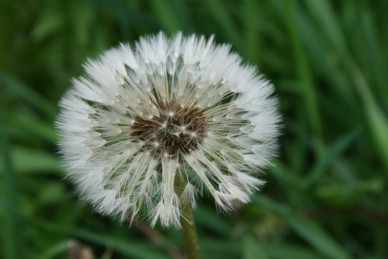 dandelion flower summer flowers free photo