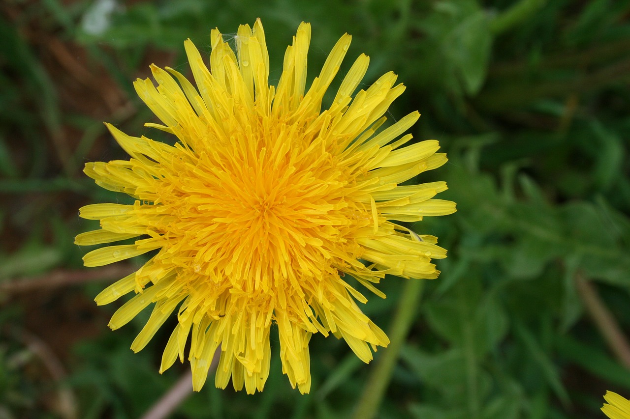 dandelion flower summer flowers free photo