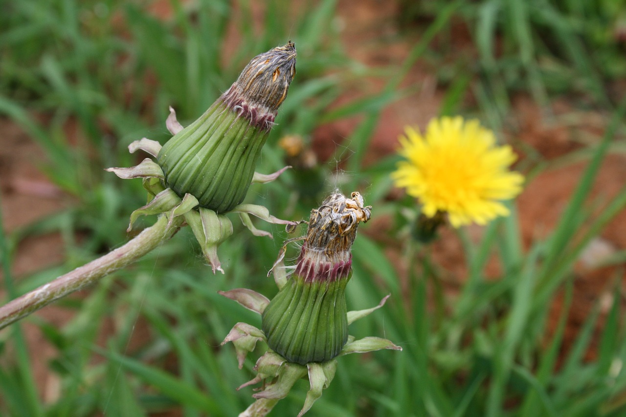 dandelion bud summer flowers free photo