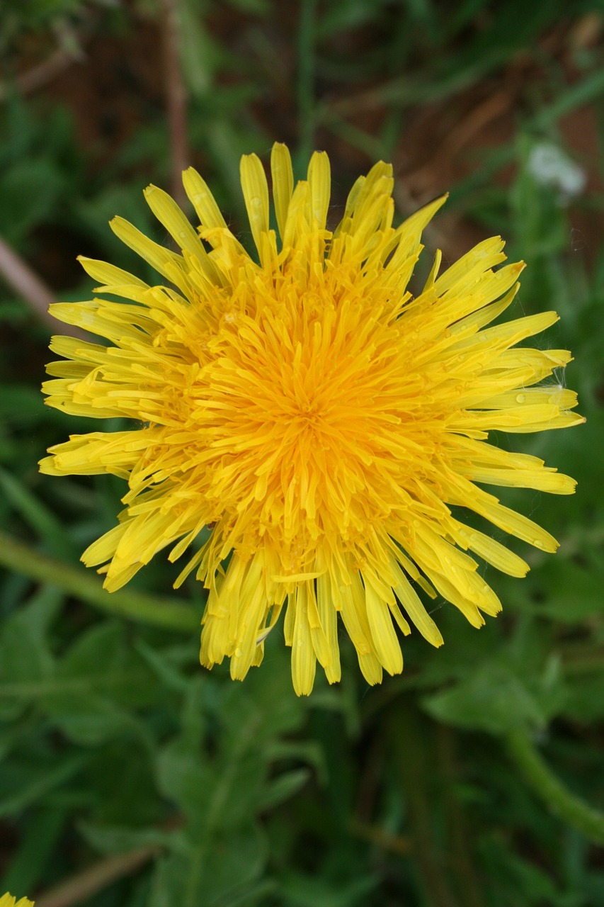 dandelion flower summer flowers free photo