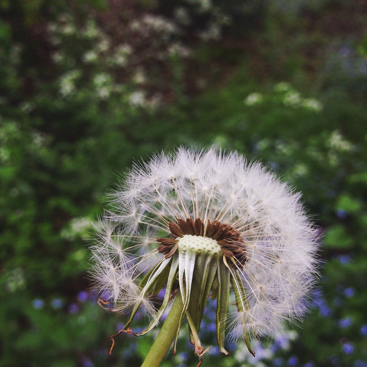 dandelion green spring free photo