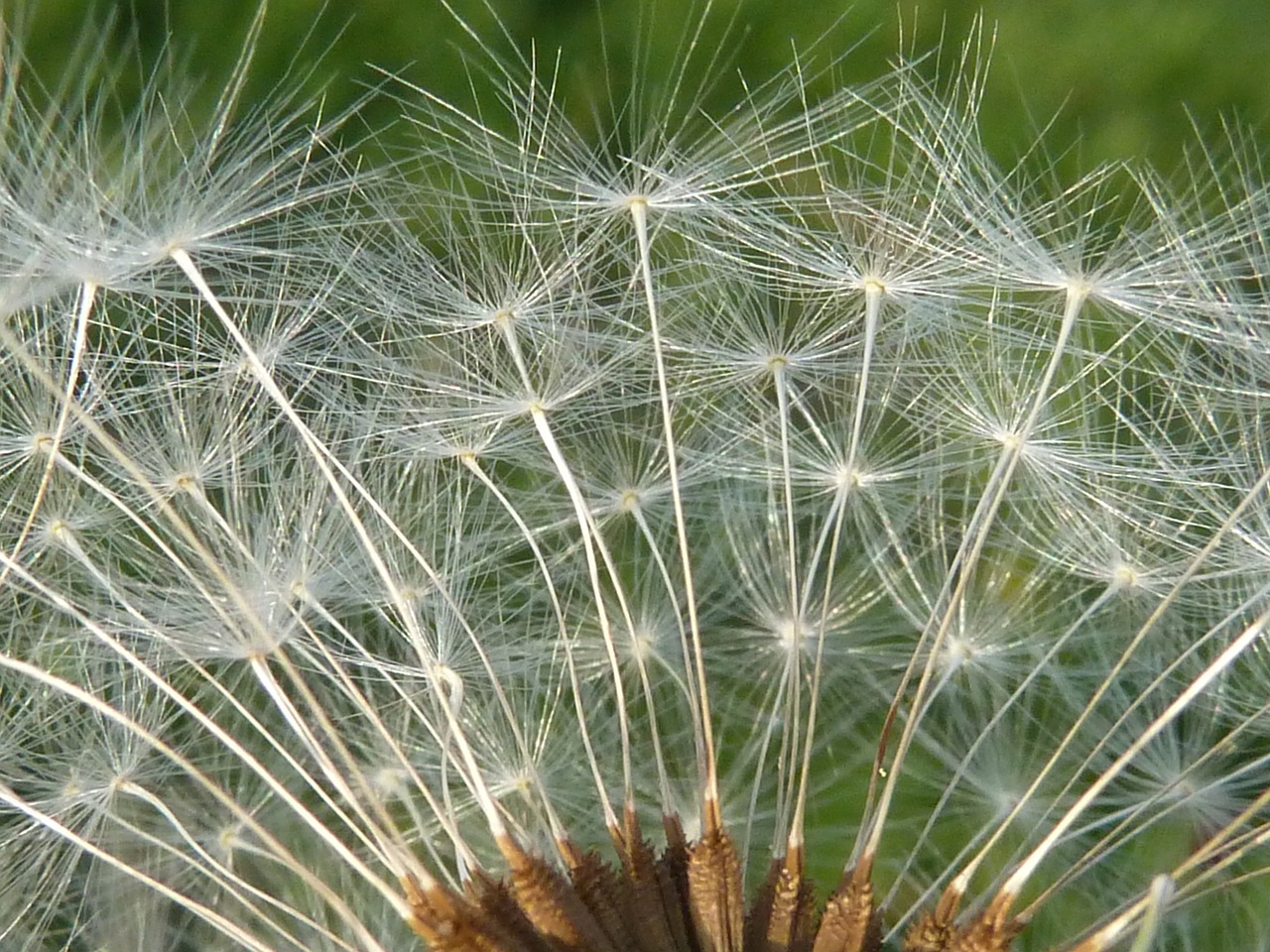 dandelion macro blossom free photo