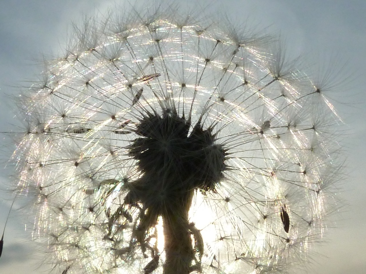 dandelion back light macro free photo