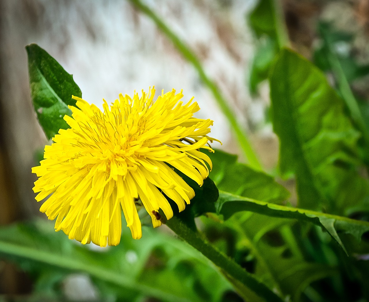 dandelion garden nature free photo