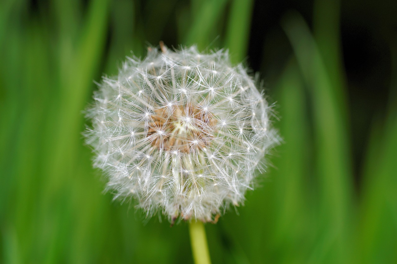 dandelion blossom bloom free photo