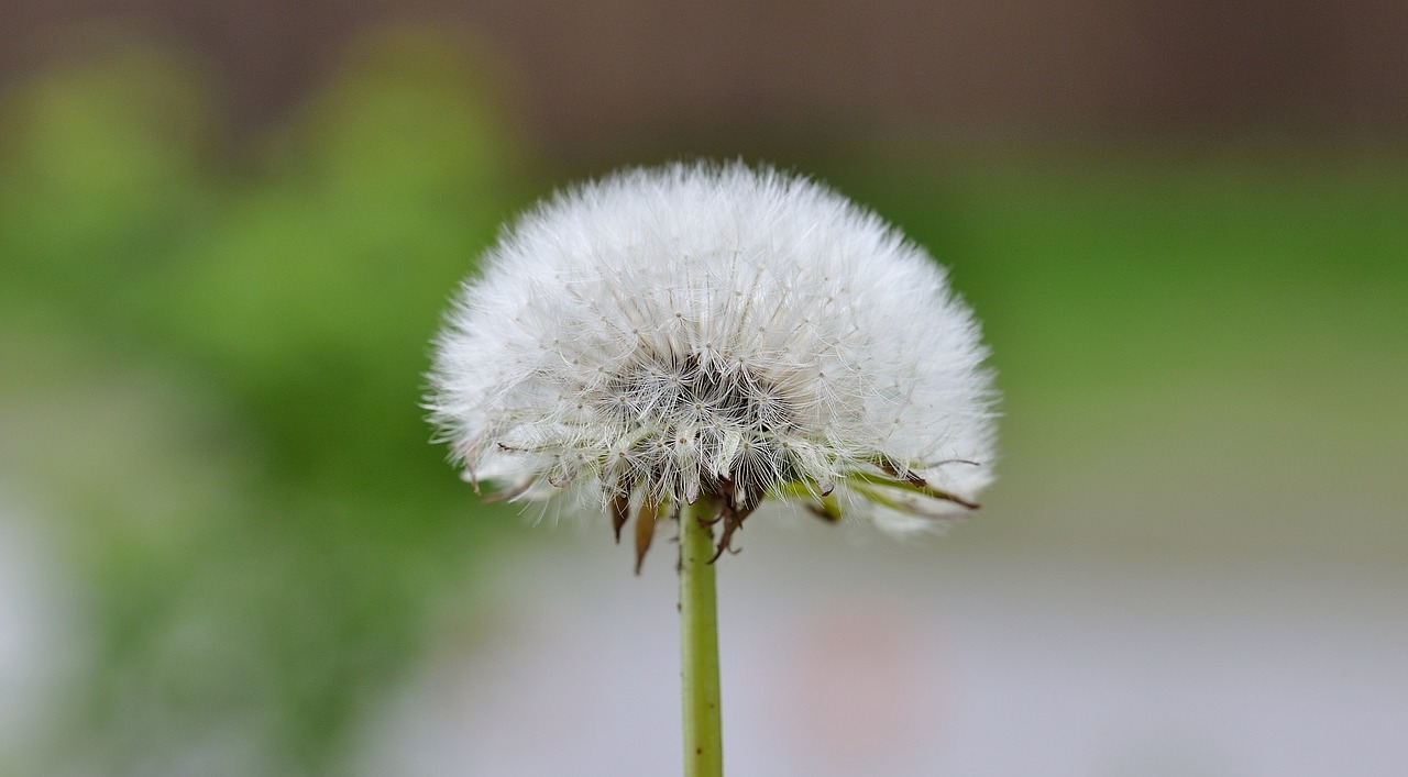 dandelion dandelion seeds seeds free photo