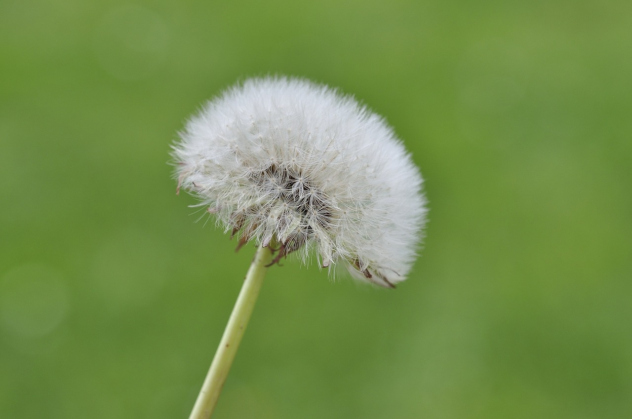 dandelion dandelion seeds seeds free photo