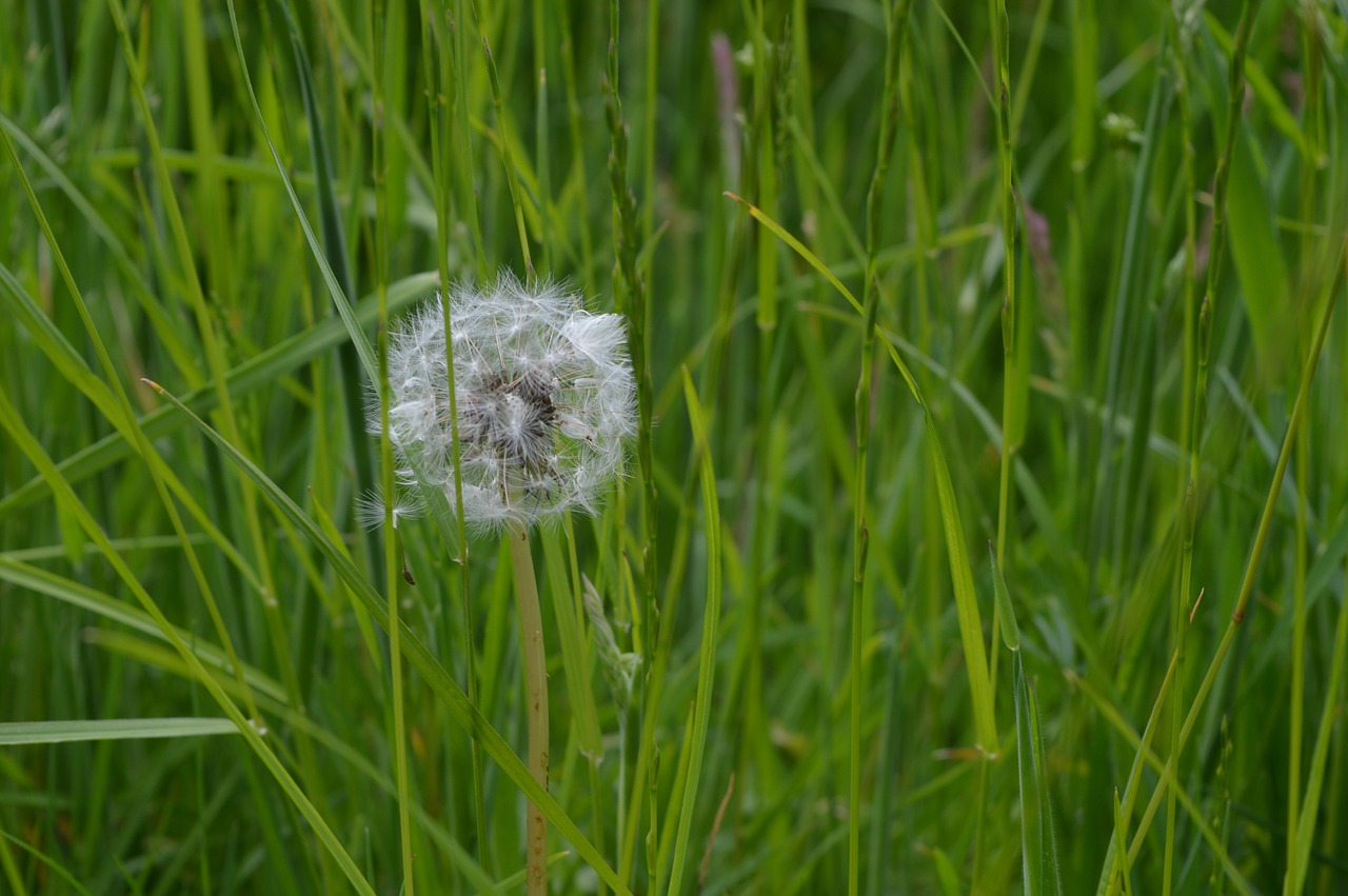dandelion grass seeds free photo