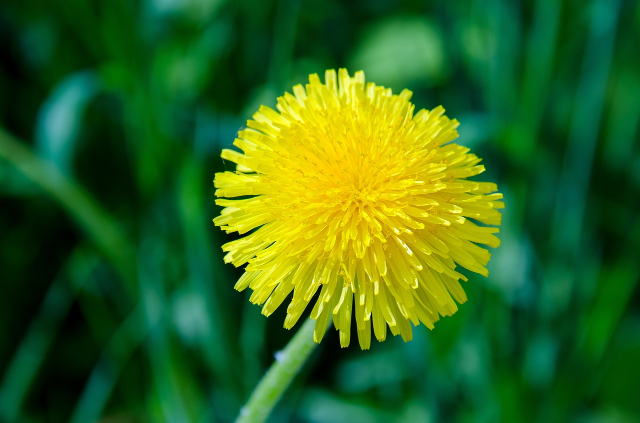 dandelion flower spring free photo