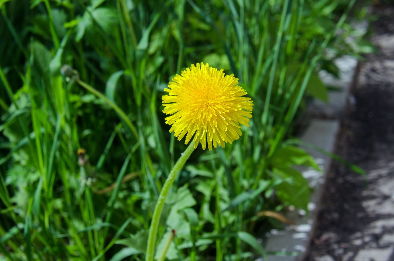 dandelion flower spring free photo