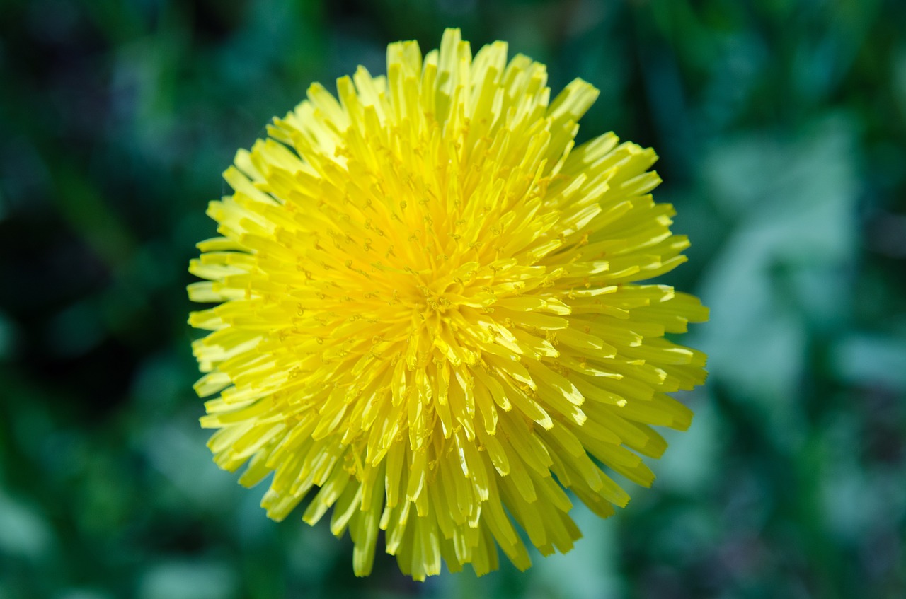 dandelion flower spring free photo