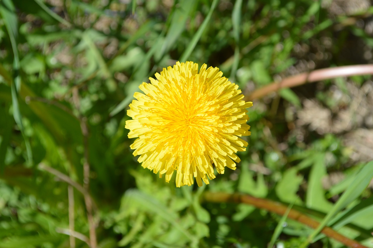 dandelion spring yellow free photo