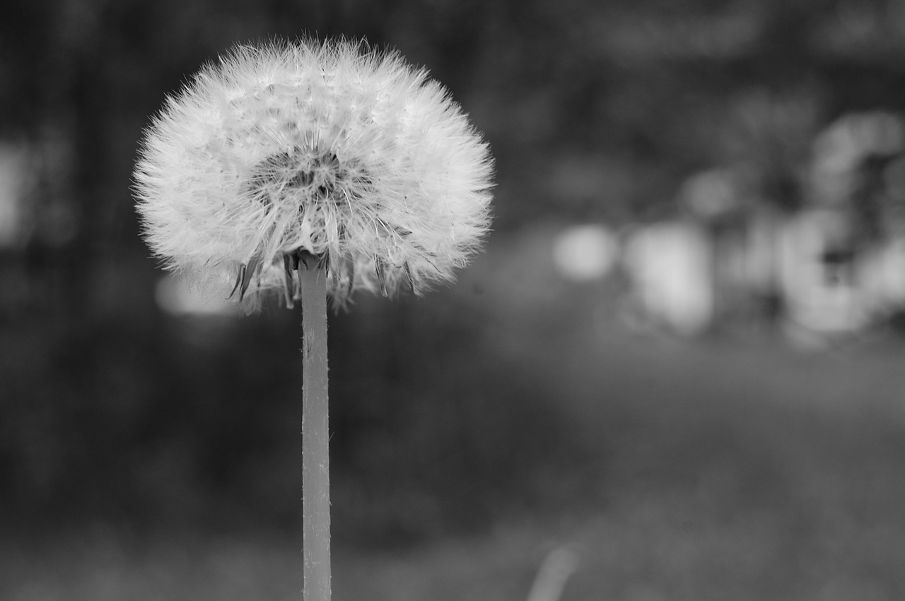 dandelion field summer free photo