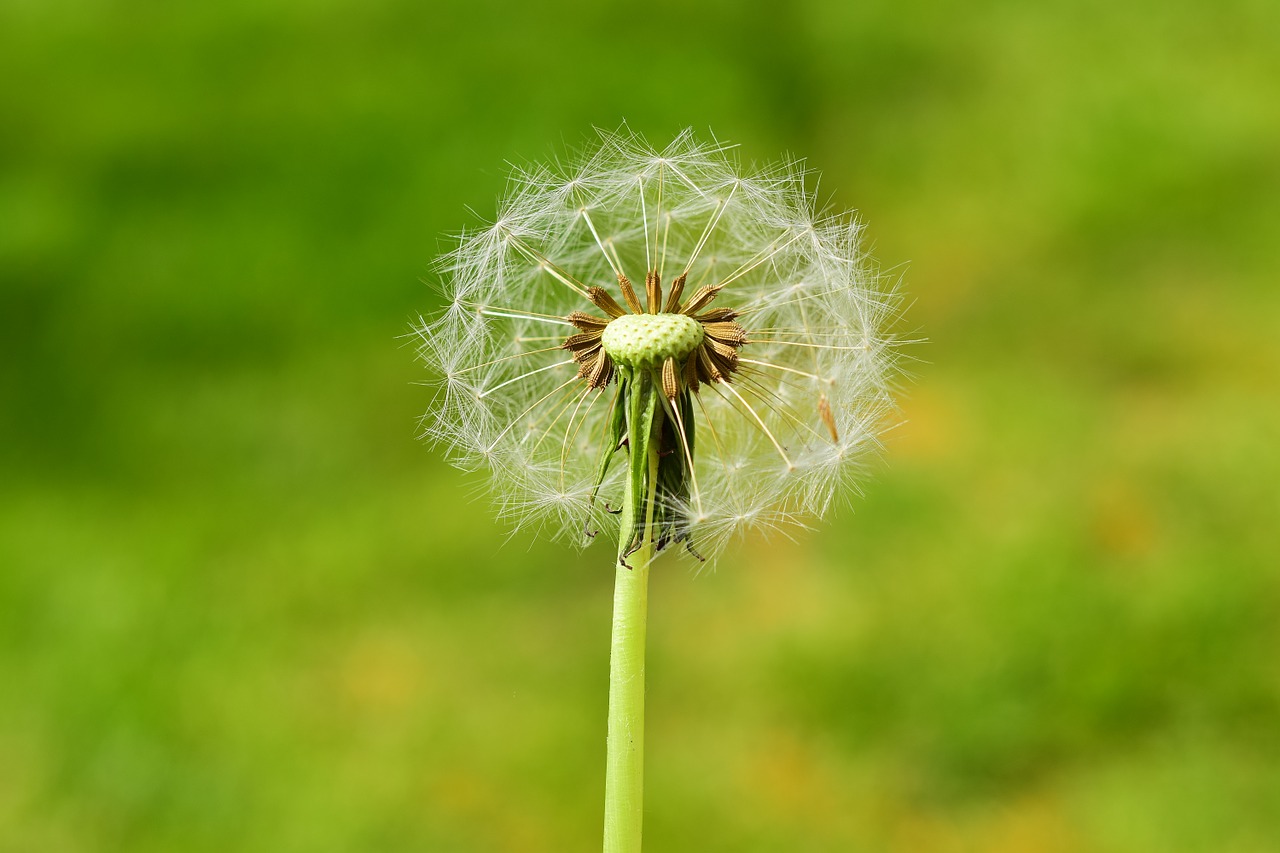 dandelion blossom bloom free photo