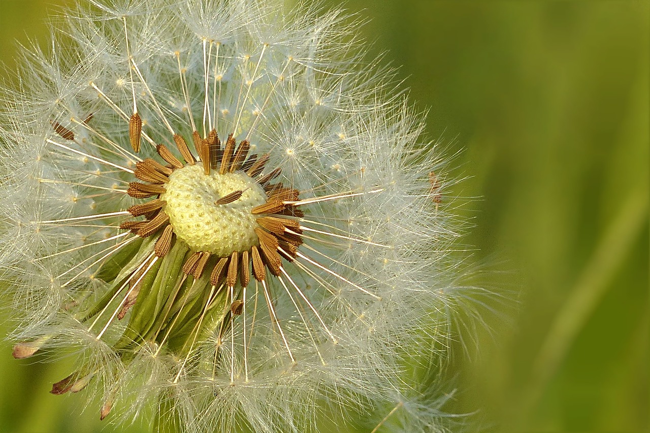 dandelion meadow flower free photo