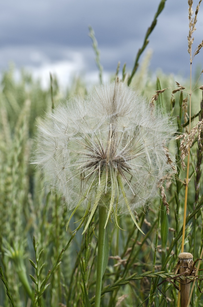 dandelion meadow nature free photo